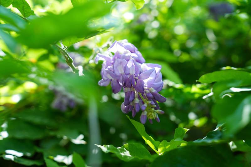 紫藤花在绿叶间绽放