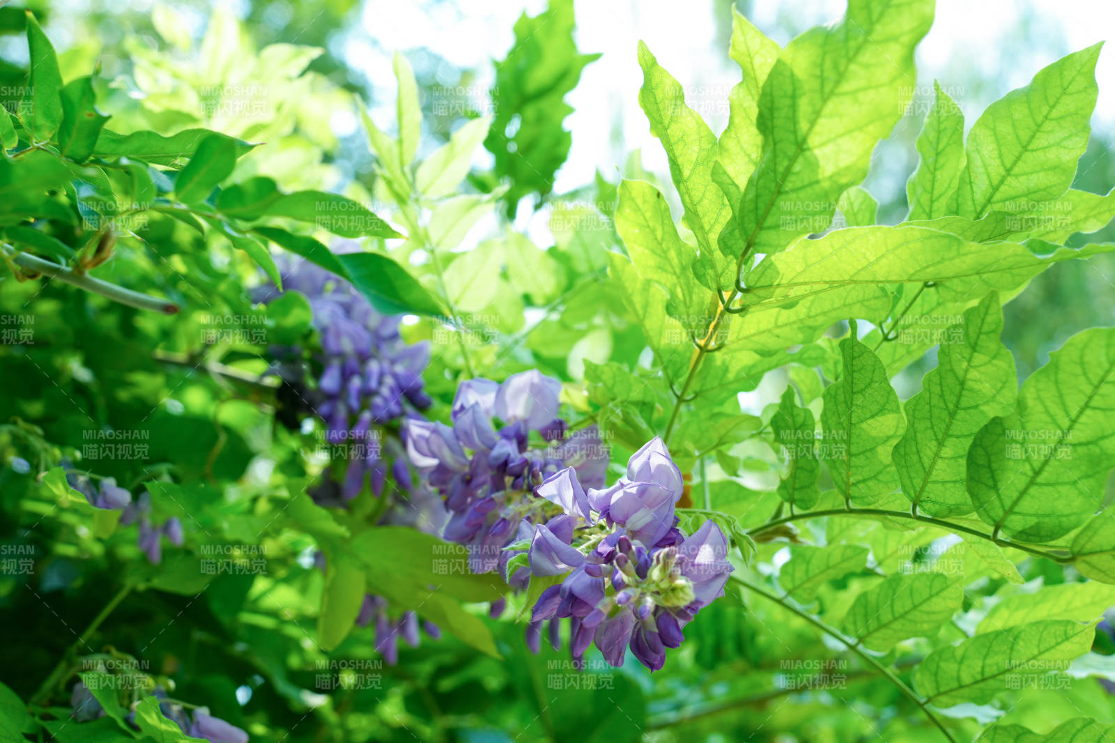 紫藤花在绿叶间绽放