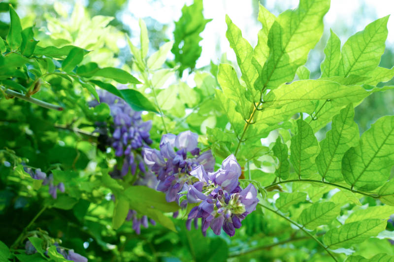 紫藤花在绿叶间绽放