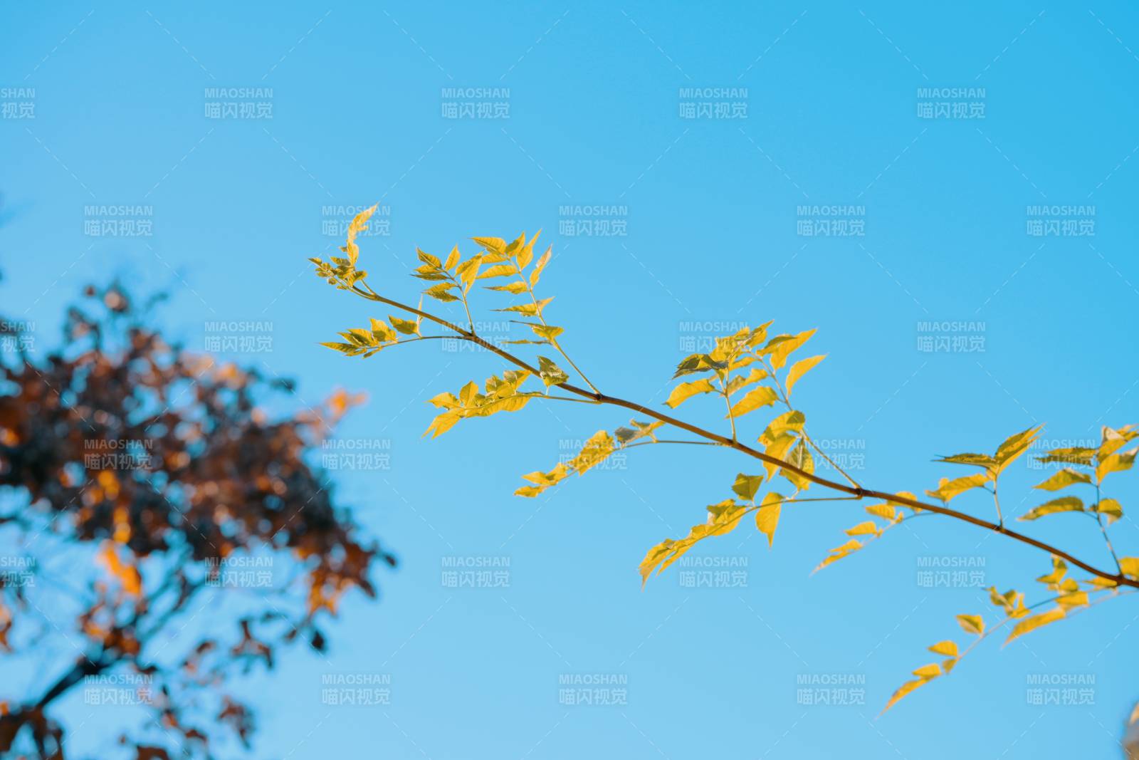 秋叶映蓝天