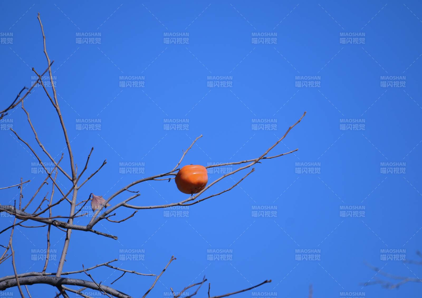 秋日柿子掛枝頭