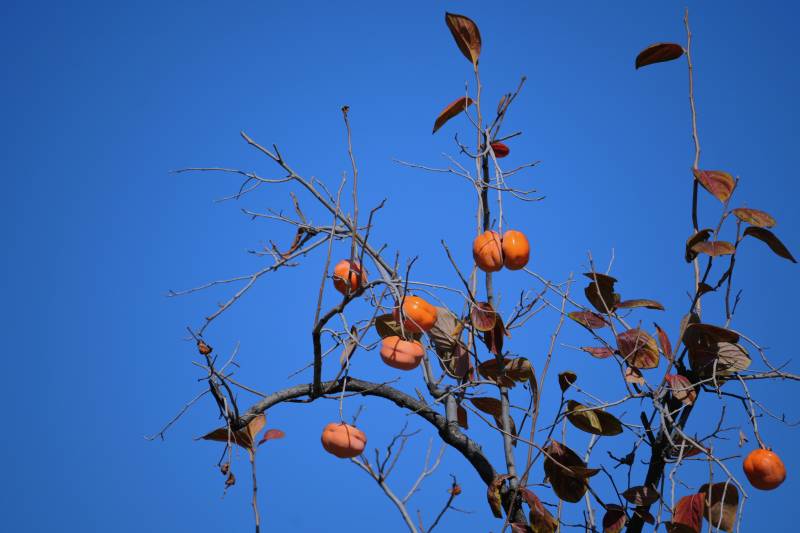 秋日柿子挂枝头