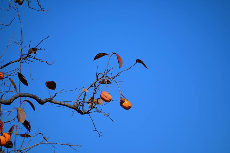 秋枝挂柿映蓝天