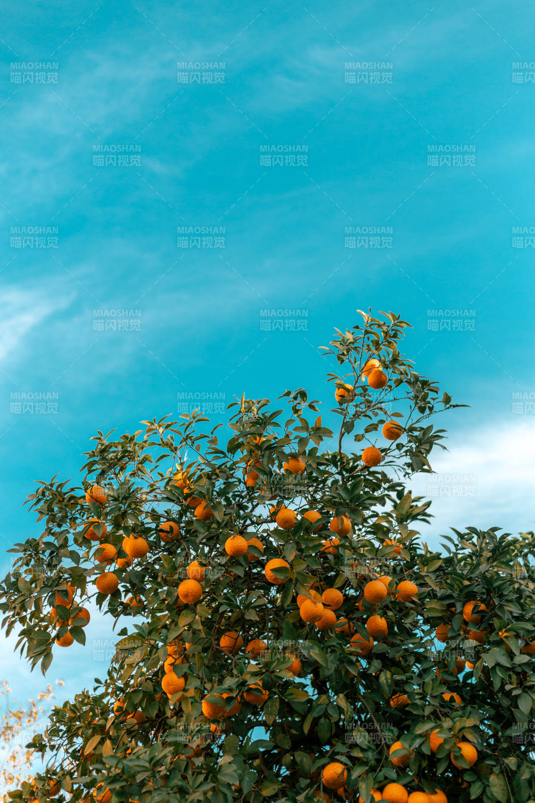橙樹藍天