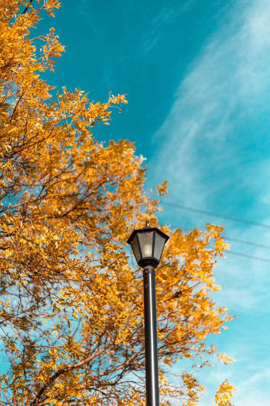 秋叶映灯 蓝天如洗