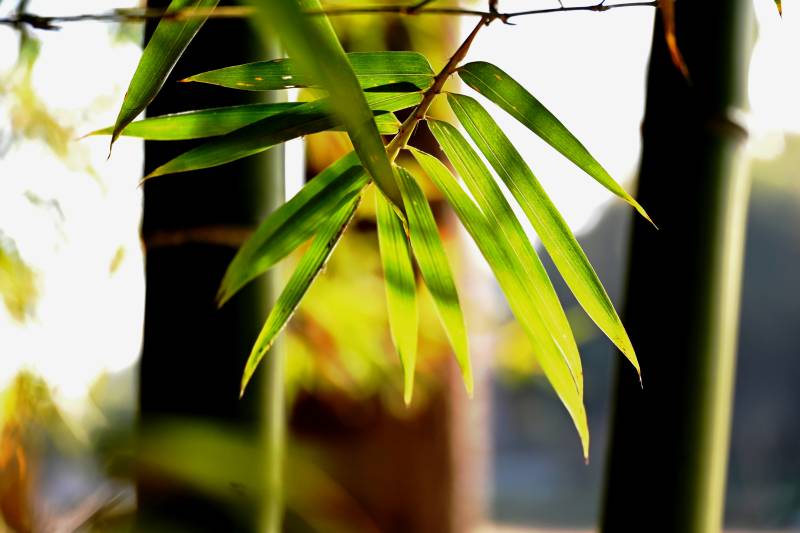 竹葉迎風(fēng)輕舞