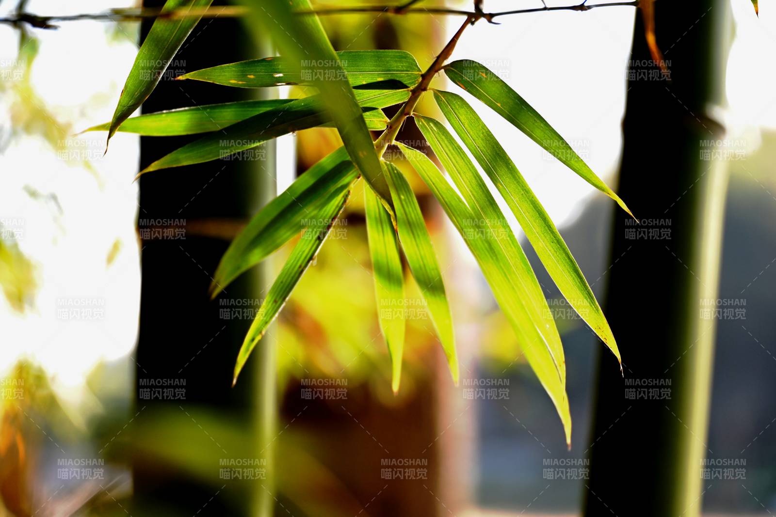 竹叶迎风轻舞