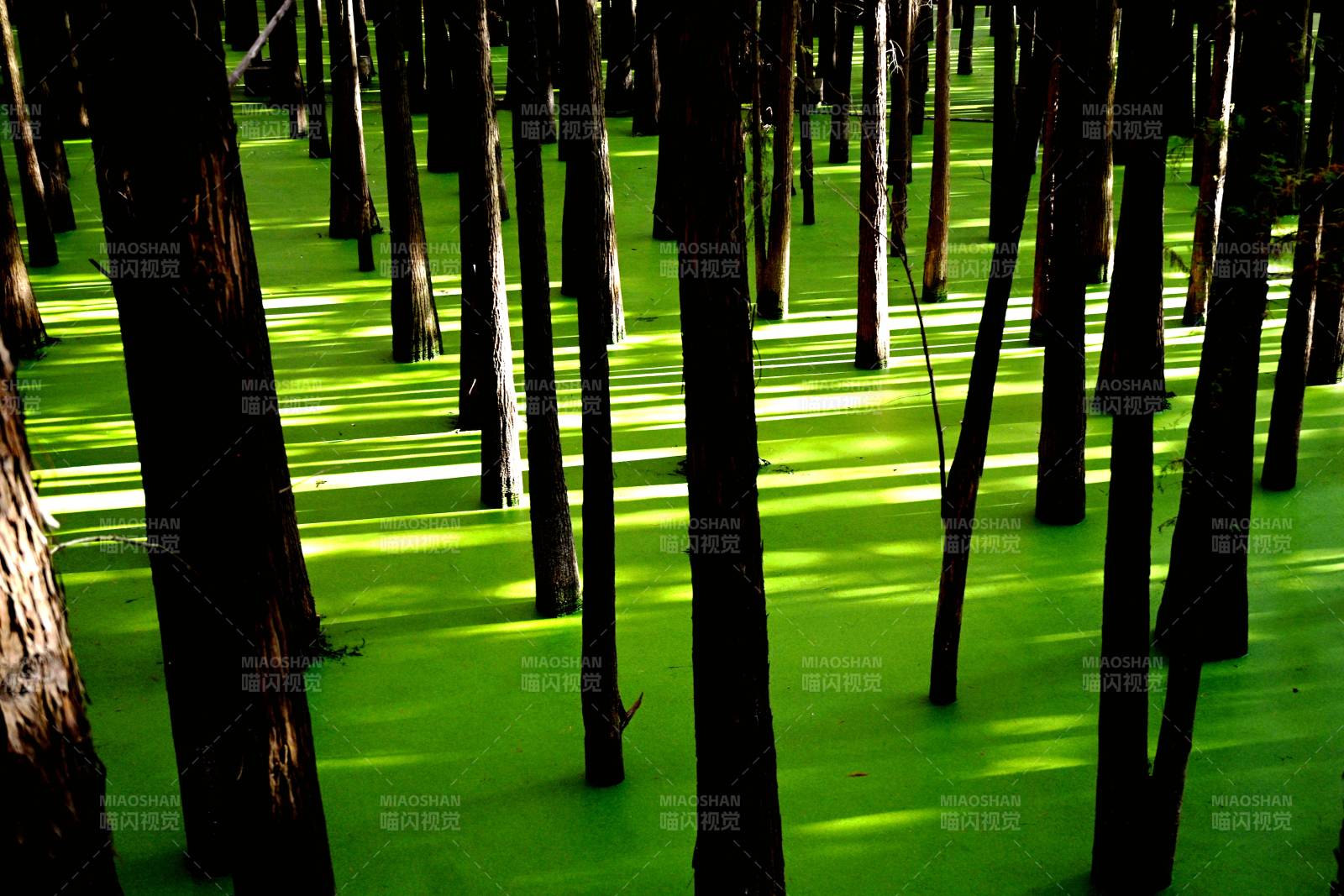 浙江青山湖水上森林浮萍覆蓋水面