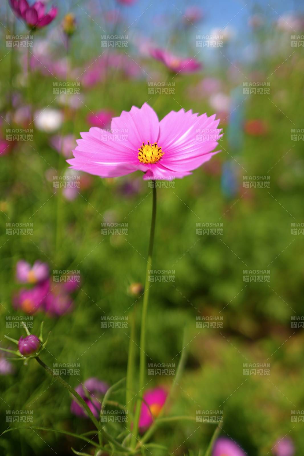 粉花绽放 春意盎然