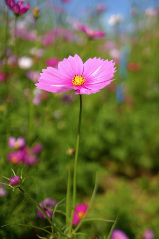 粉花綻放 春意盎然