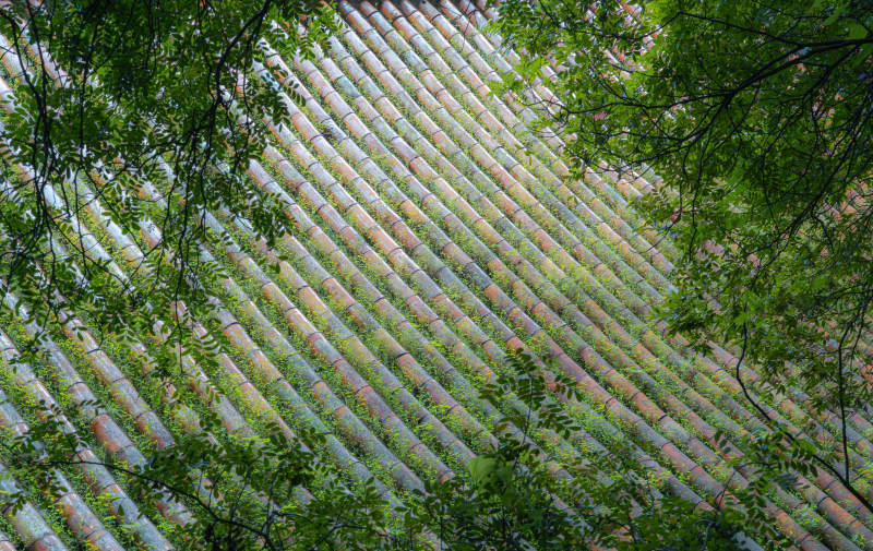 綠葉掩映瓦屋頂