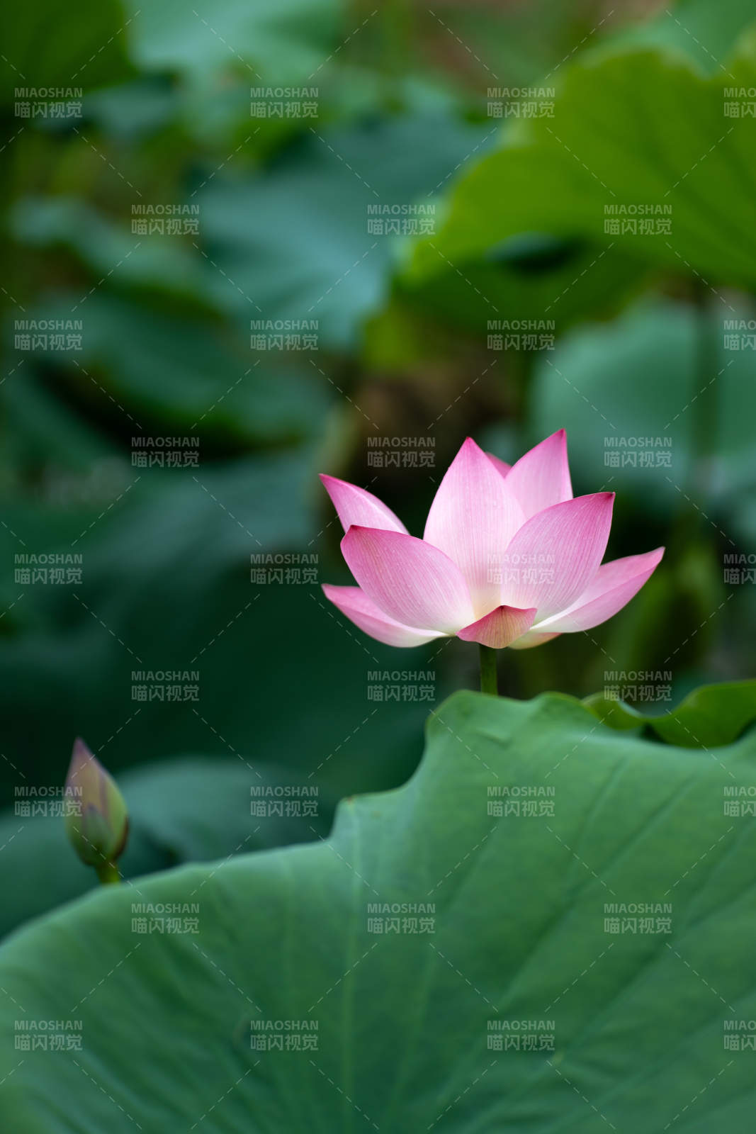 粉莲绽放绿叶间