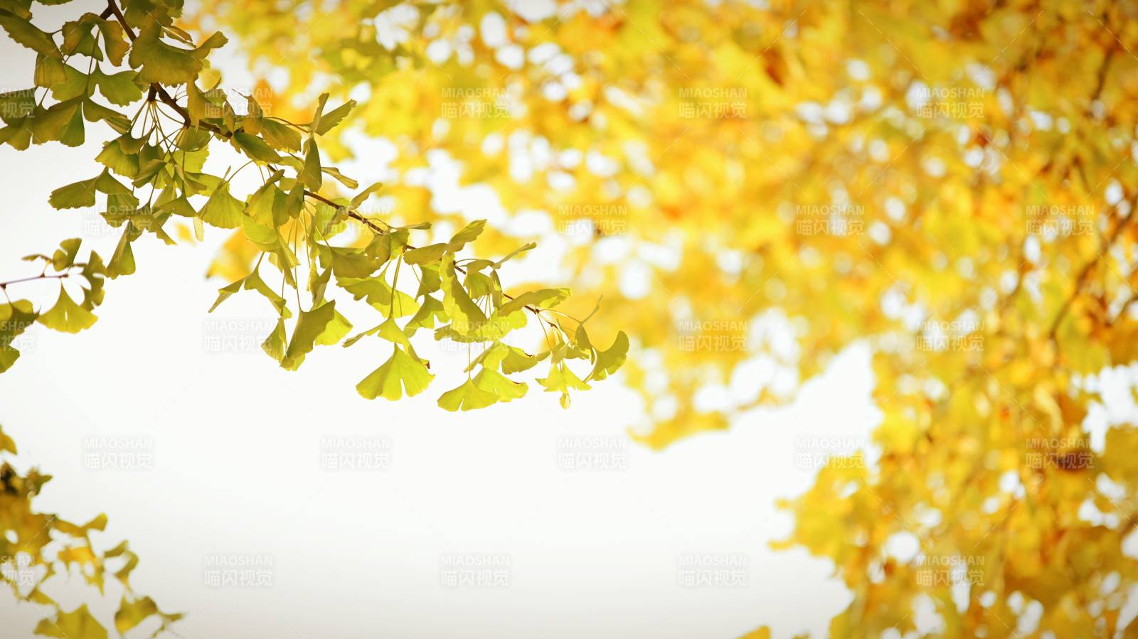 秋葉金黃映天空