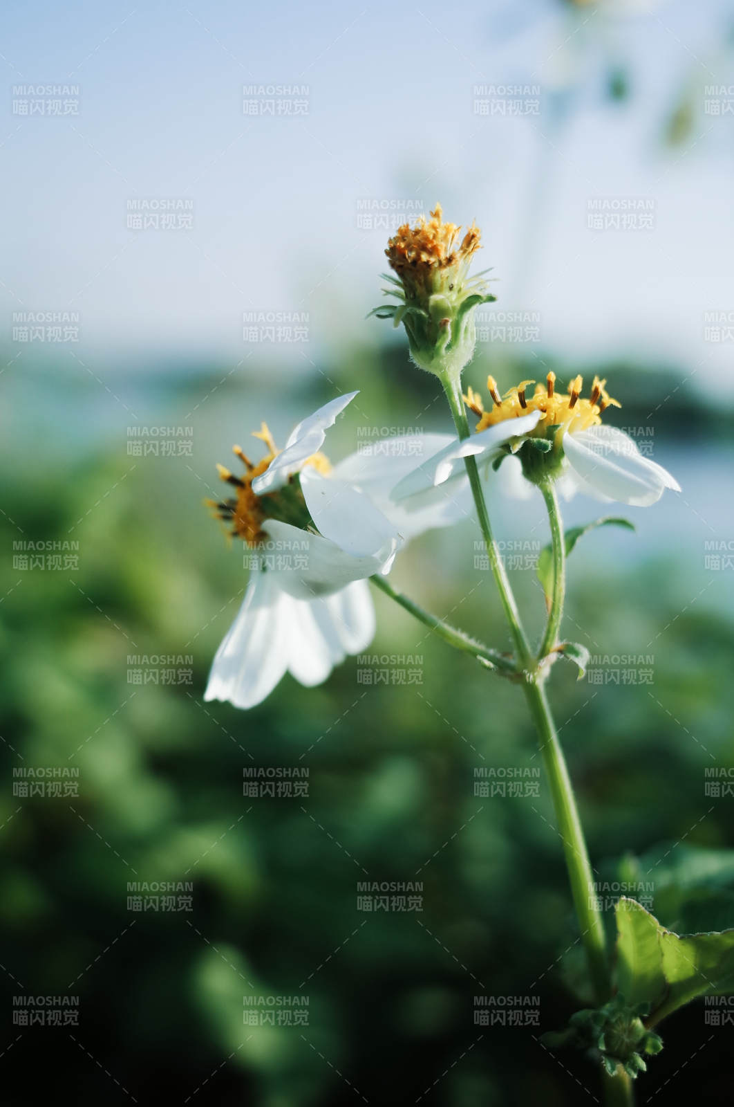白花黄蕊迎风摇