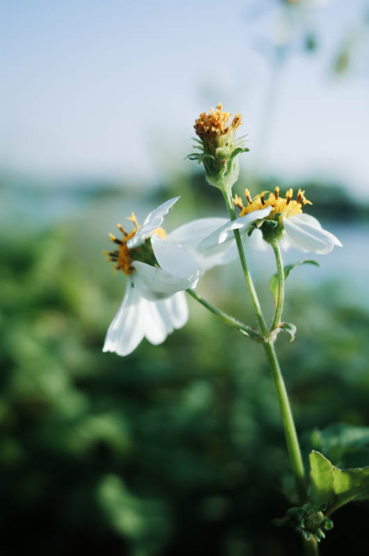 白花黄蕊迎风摇