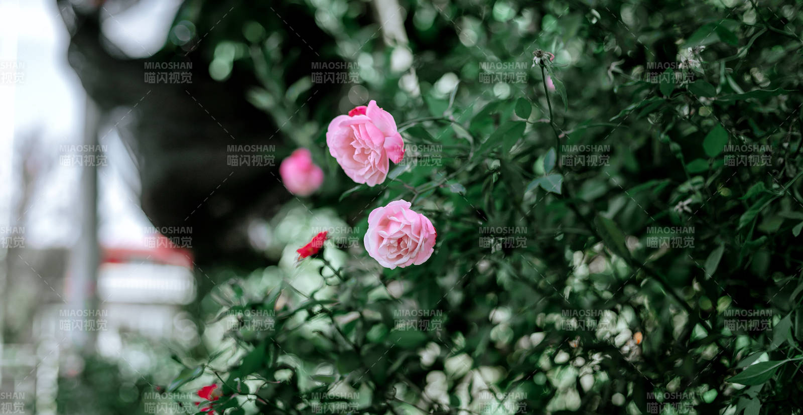 粉玫瑰绽放花园