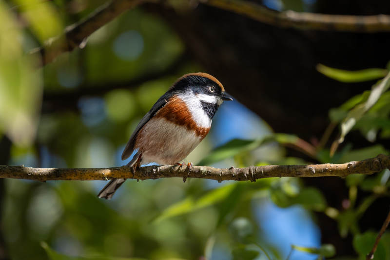 红冠山雀栖枝头