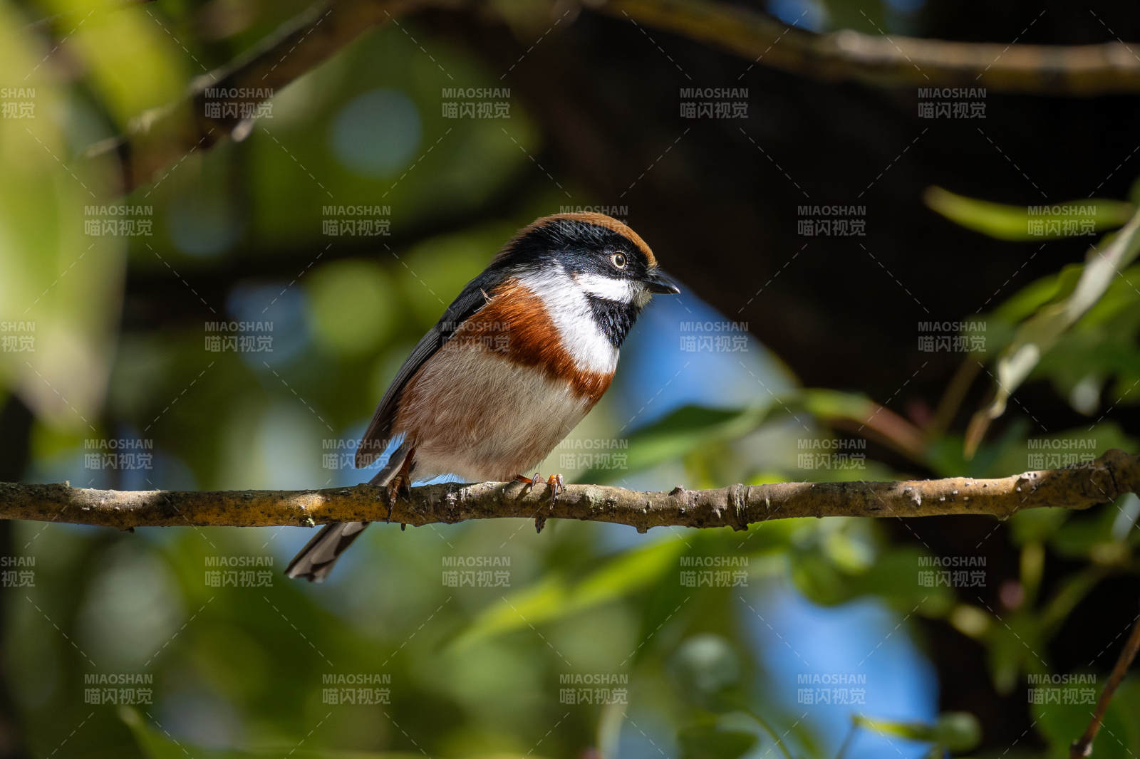 红冠山雀栖枝头
