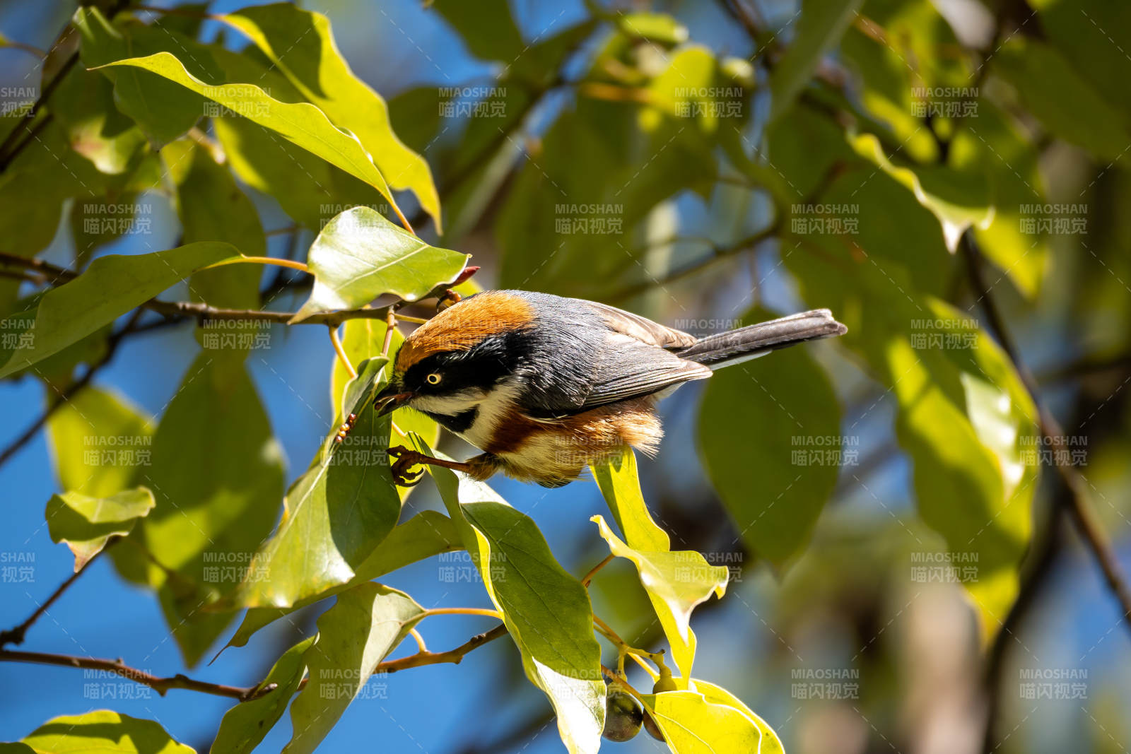 红顶小鸟栖枝头