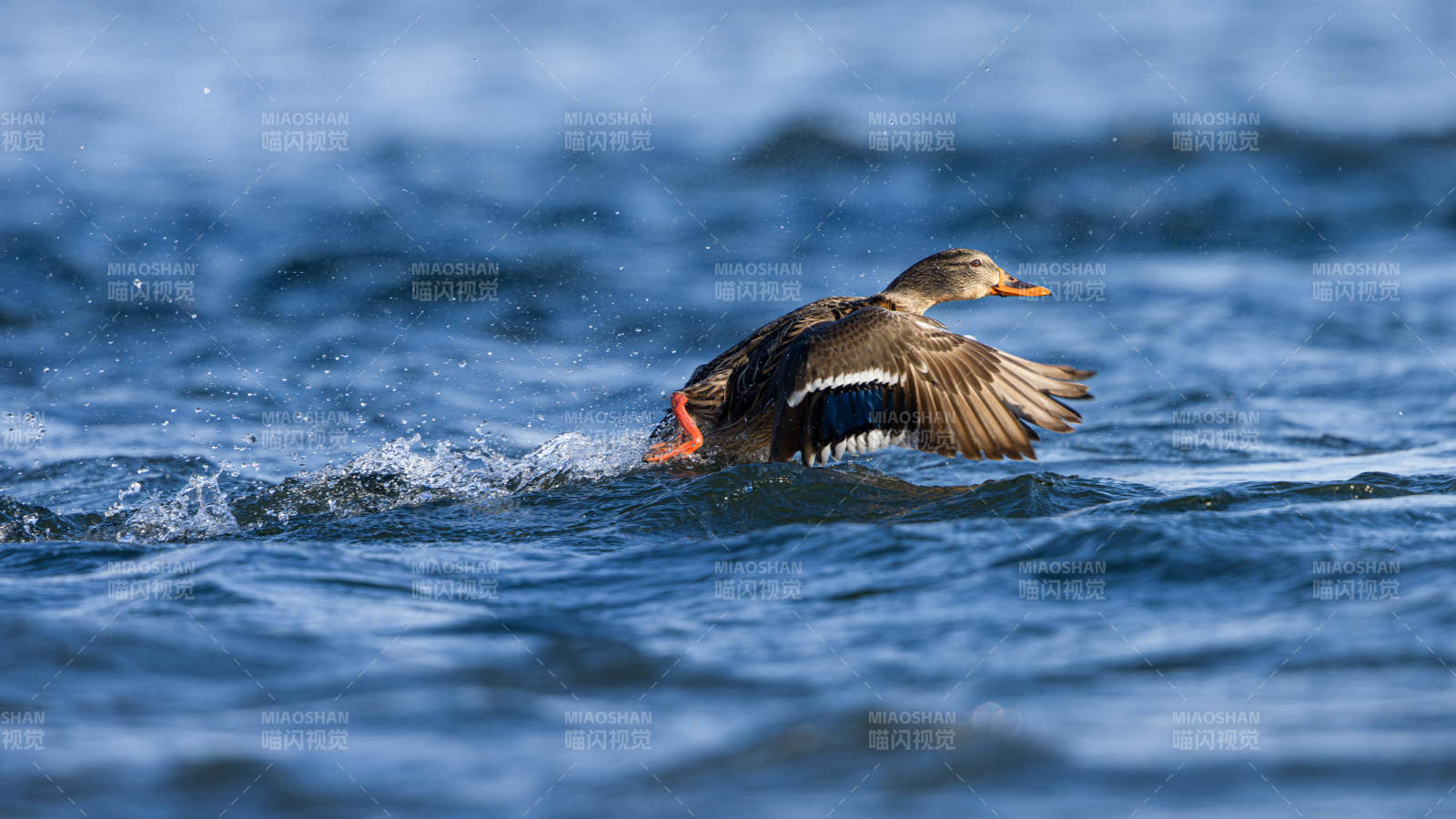 鸭子振翅水中游