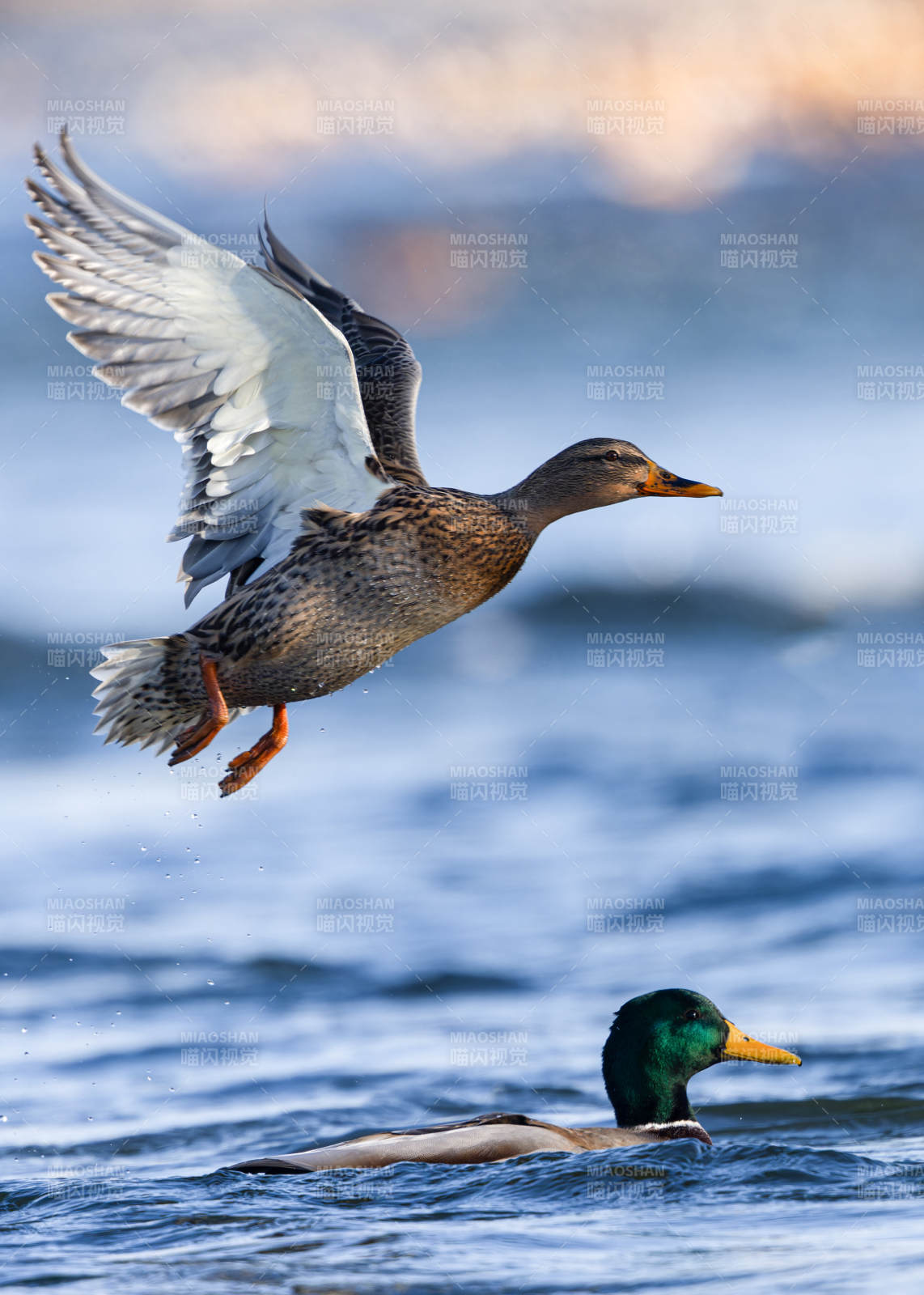 鸭翔水面 绿头静游