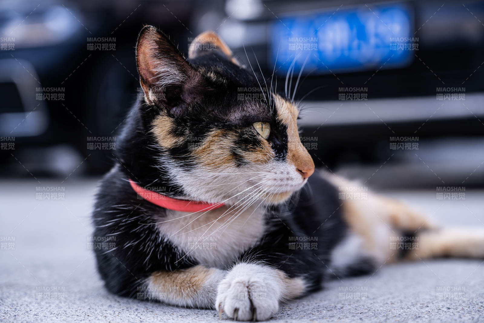 三花猫静卧街头