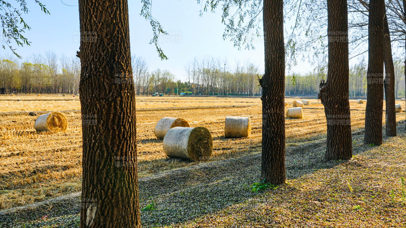 田野中的草垛與樹影