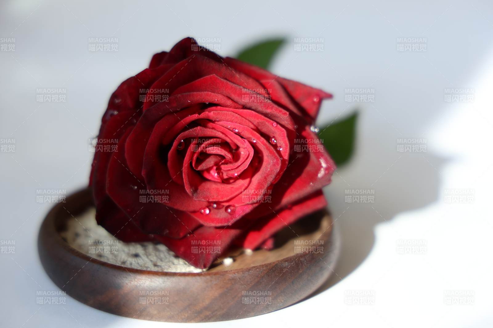 紅玫瑰靜謐綻放