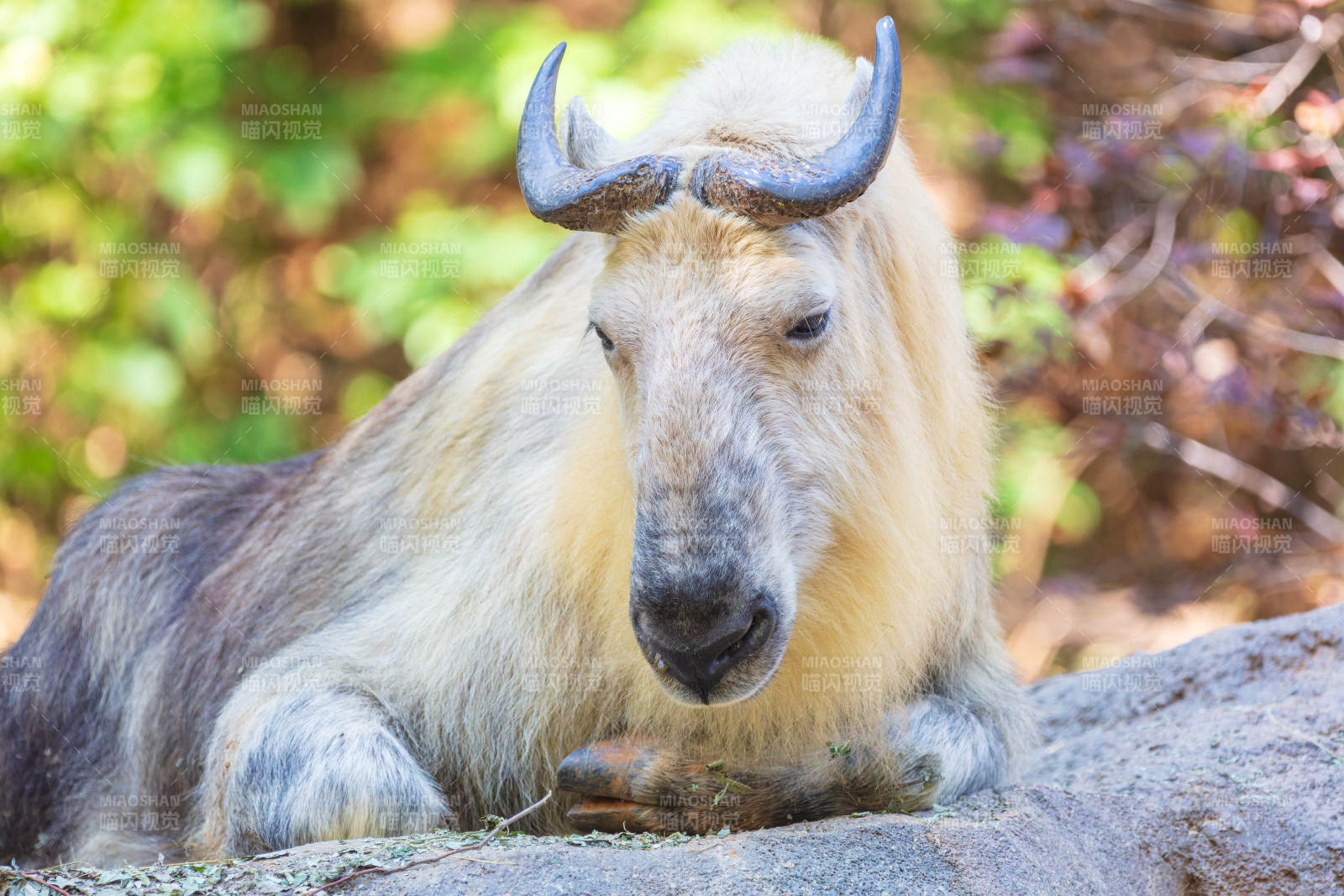 扭角羚靜臥山石間