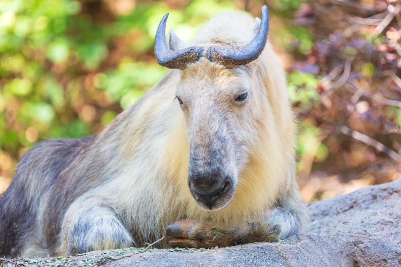 扭角羚靜臥山石間