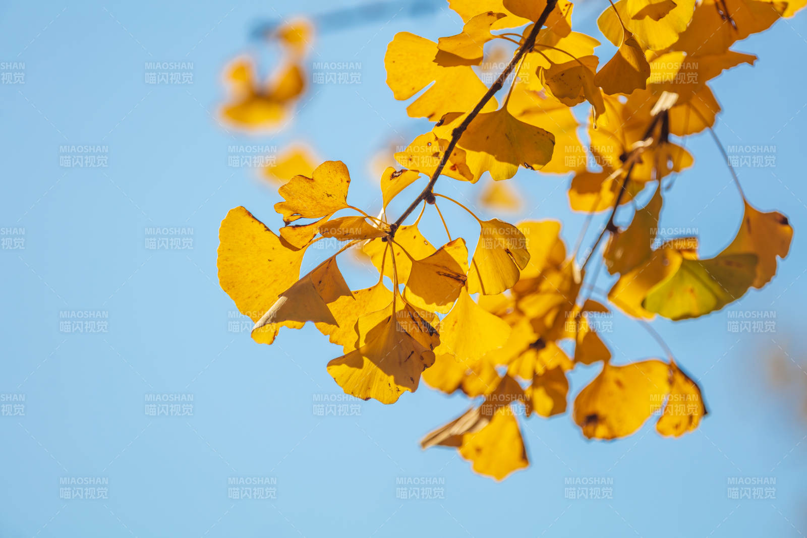 秋叶金黄映蓝天