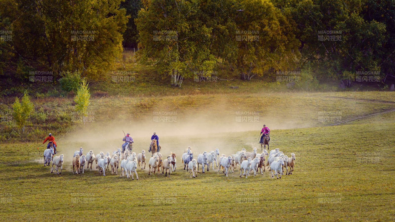 牧馬人驅(qū)趕羊群