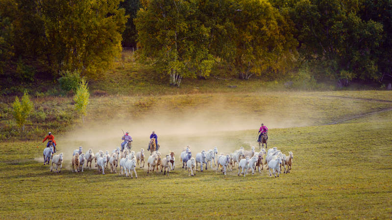 牧馬人驅趕羊群