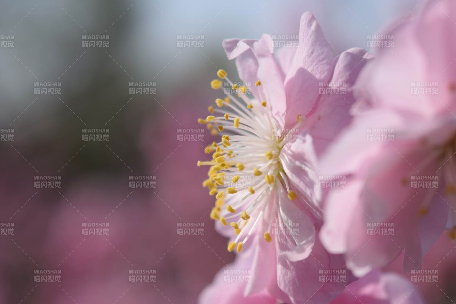 樱花绽放 春意盎然