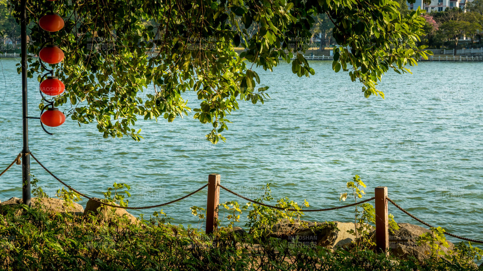 湖畔绿荫红灯笼