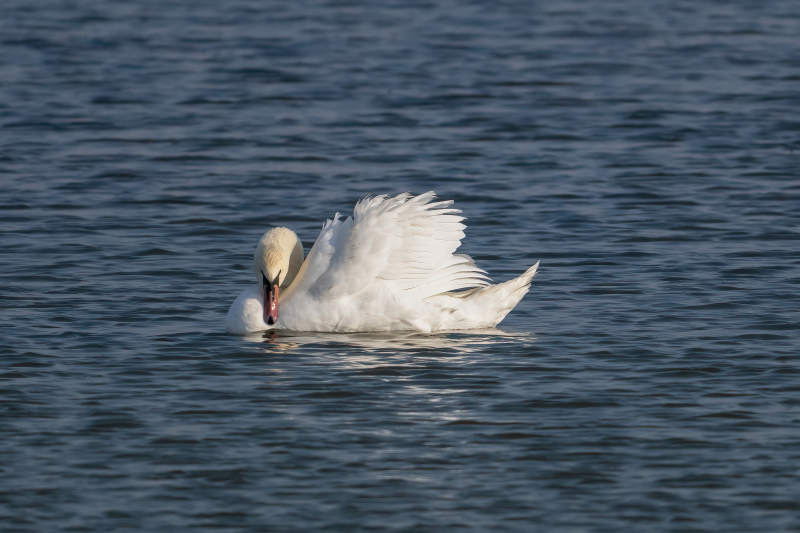 天鵝水中梳羽