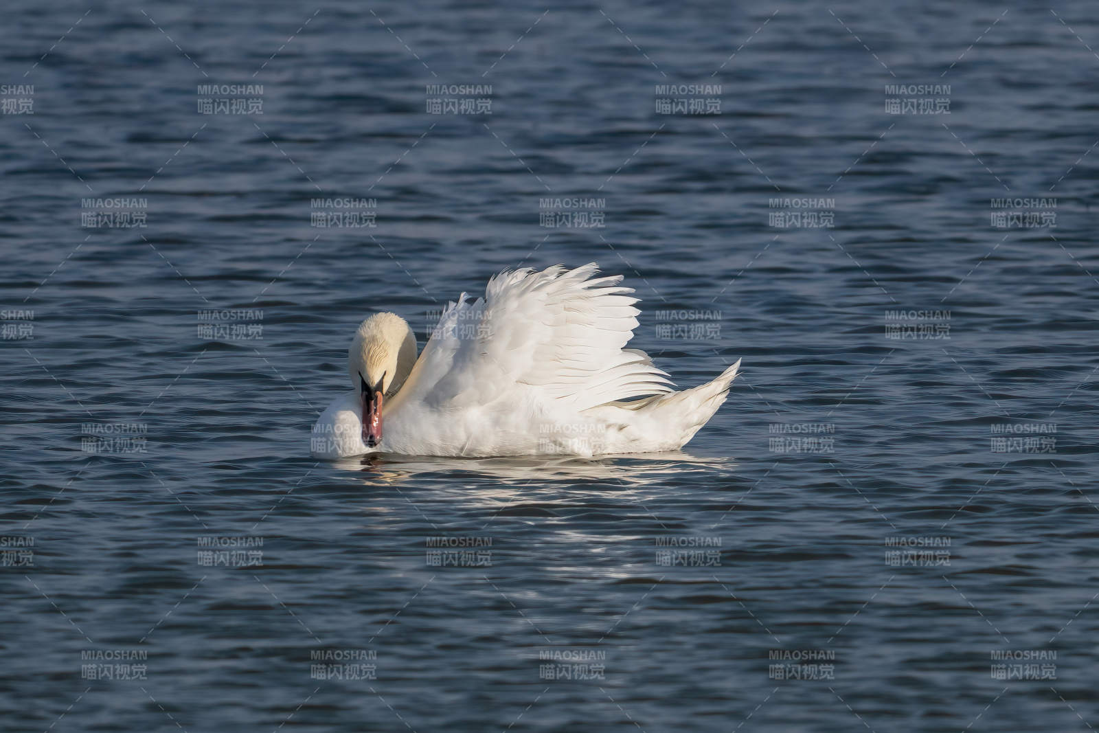 天鹅水中梳羽