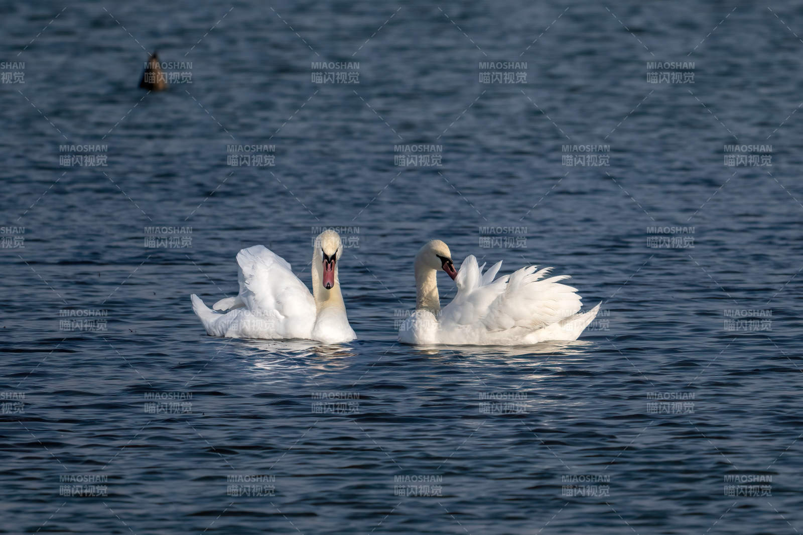 雙天鵝湖中嬉戲