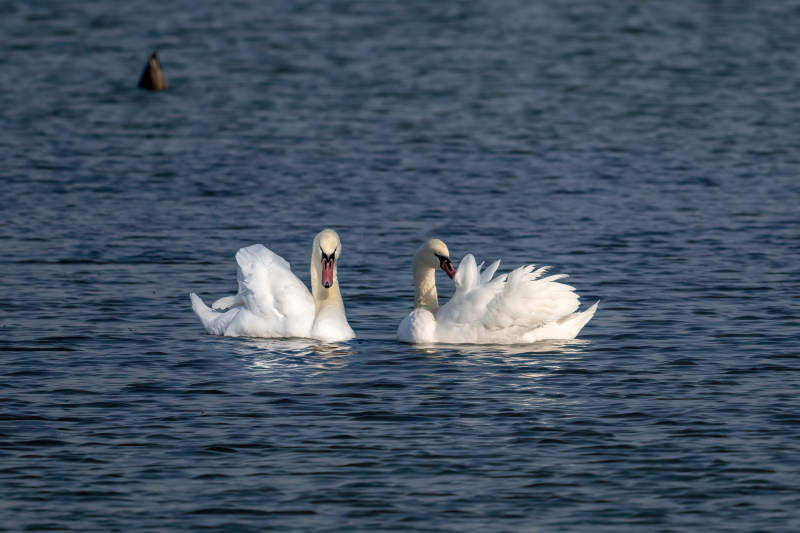 雙天鵝湖中嬉戲