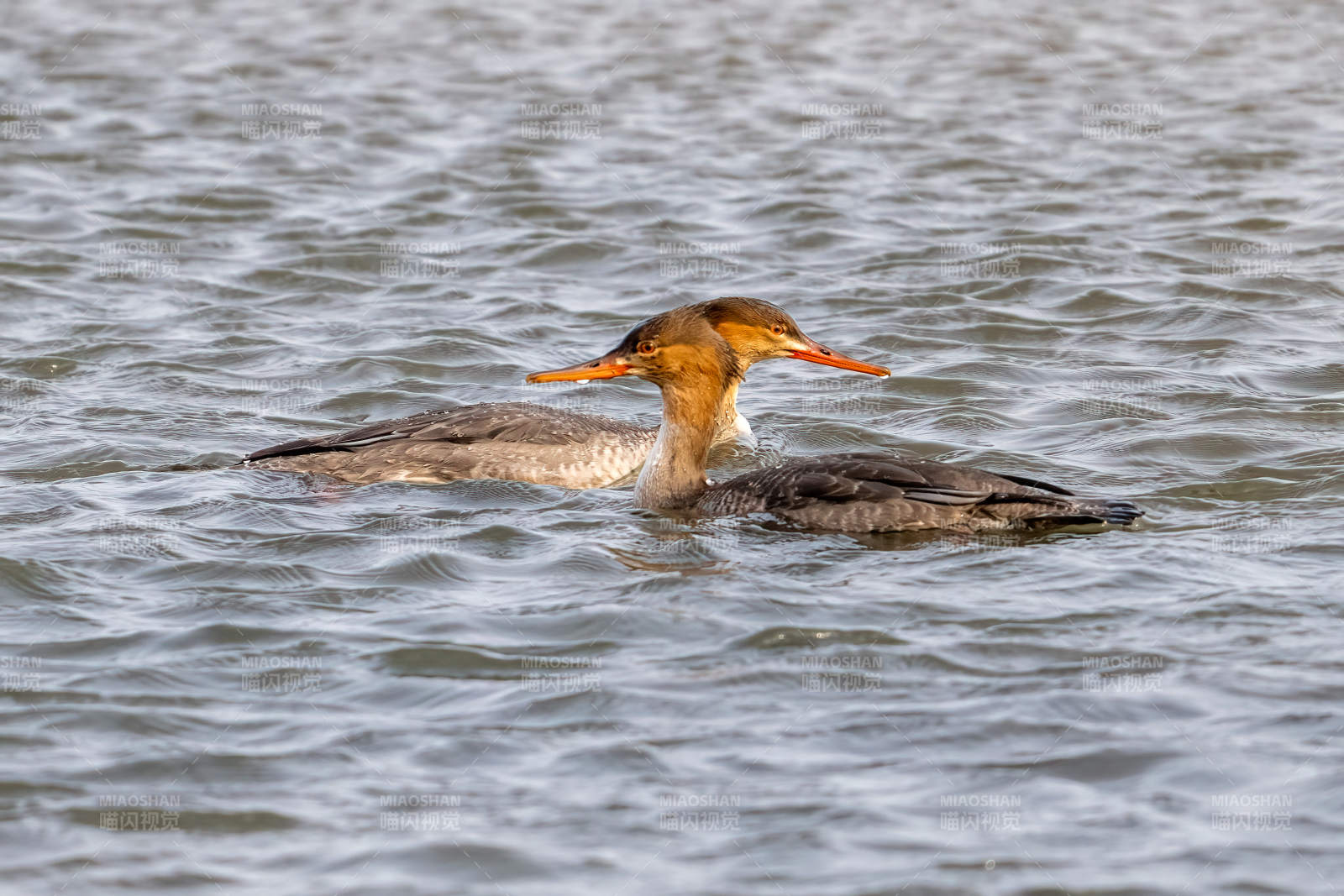 水鳥悠游湖面