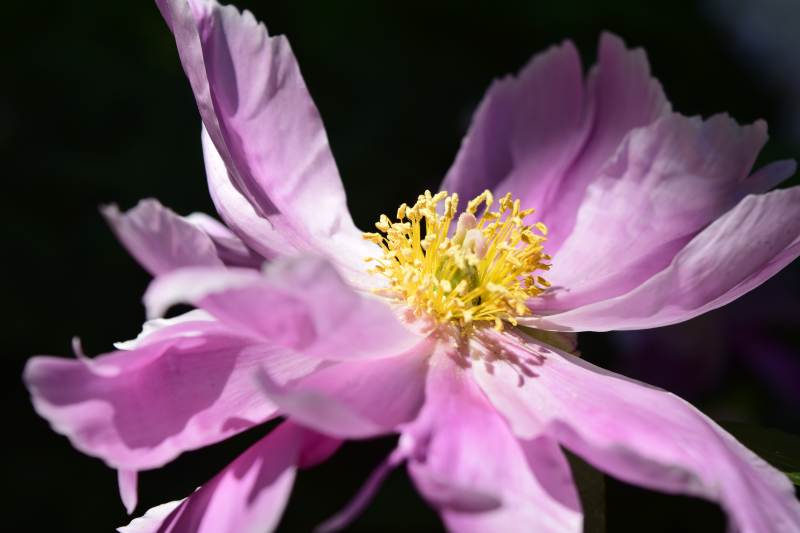 紫花綻放 嬌艷欲滴