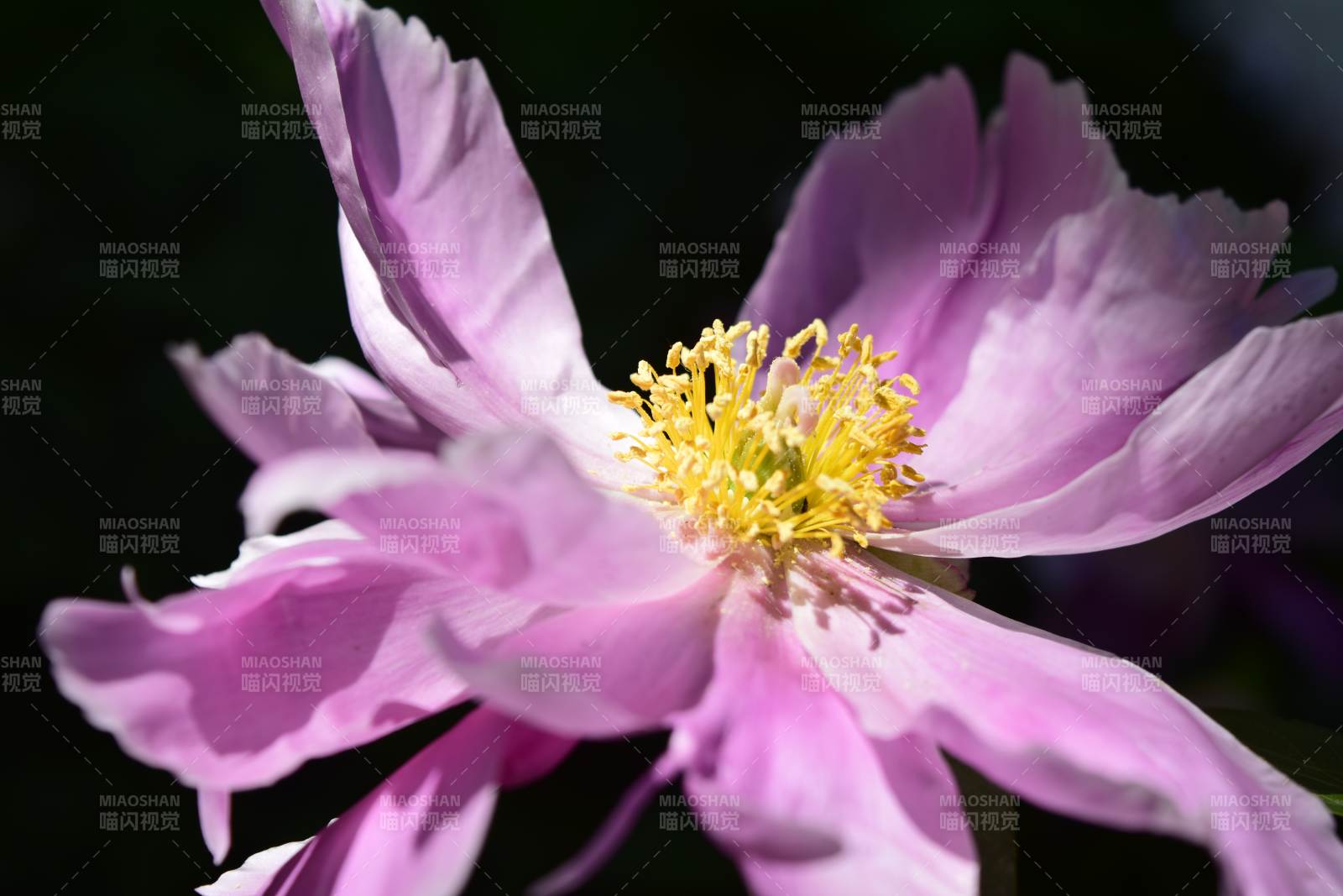 紫花綻放 嬌艷欲滴