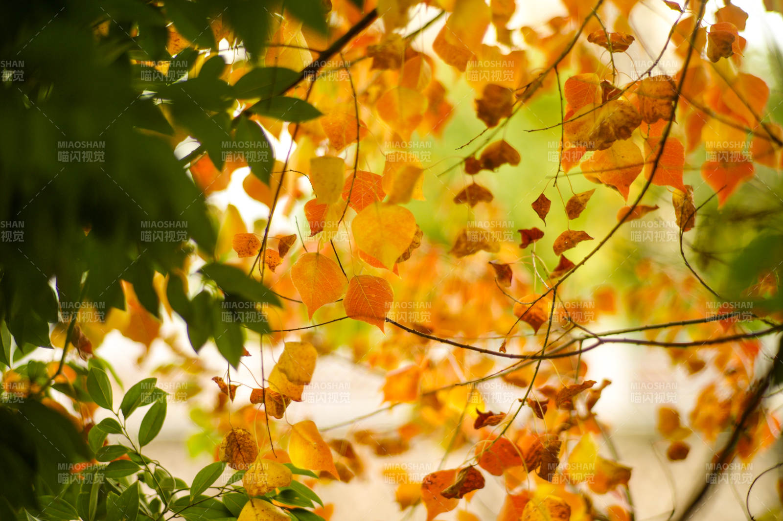 秋叶纷飞 光影斑驳