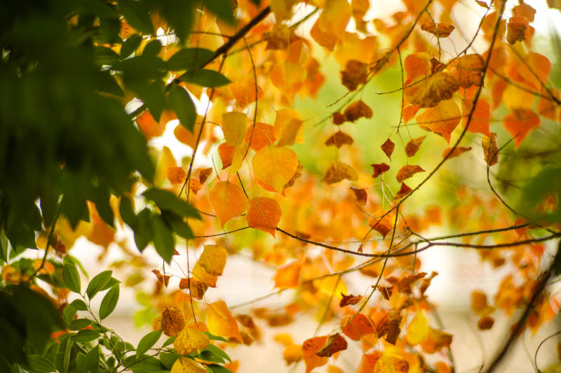 秋葉紛飛 光影斑駁