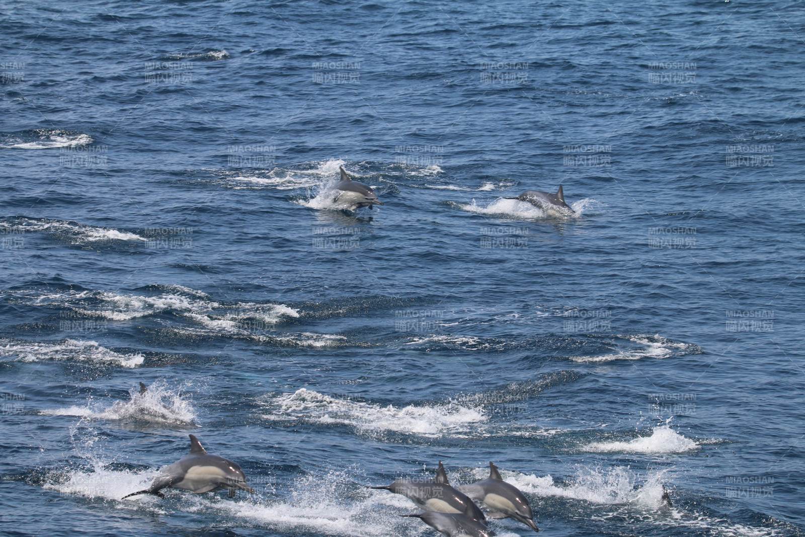 海豚躍浪嬉戲