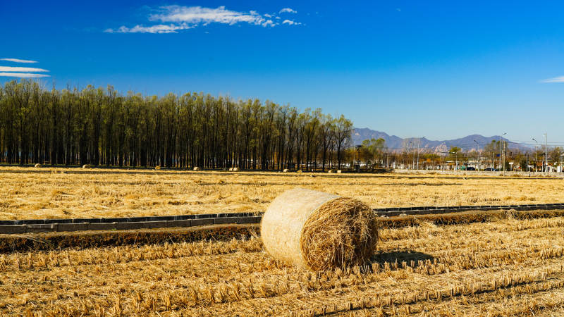 金秋田野稻草堆
