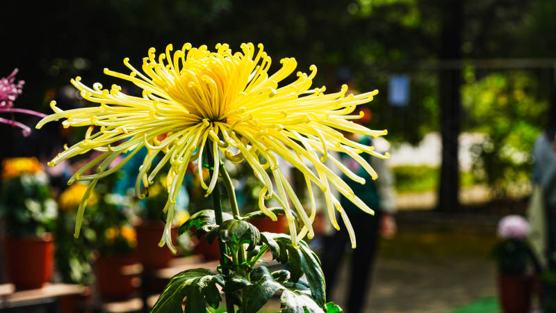 金菊绽放 生机盎然