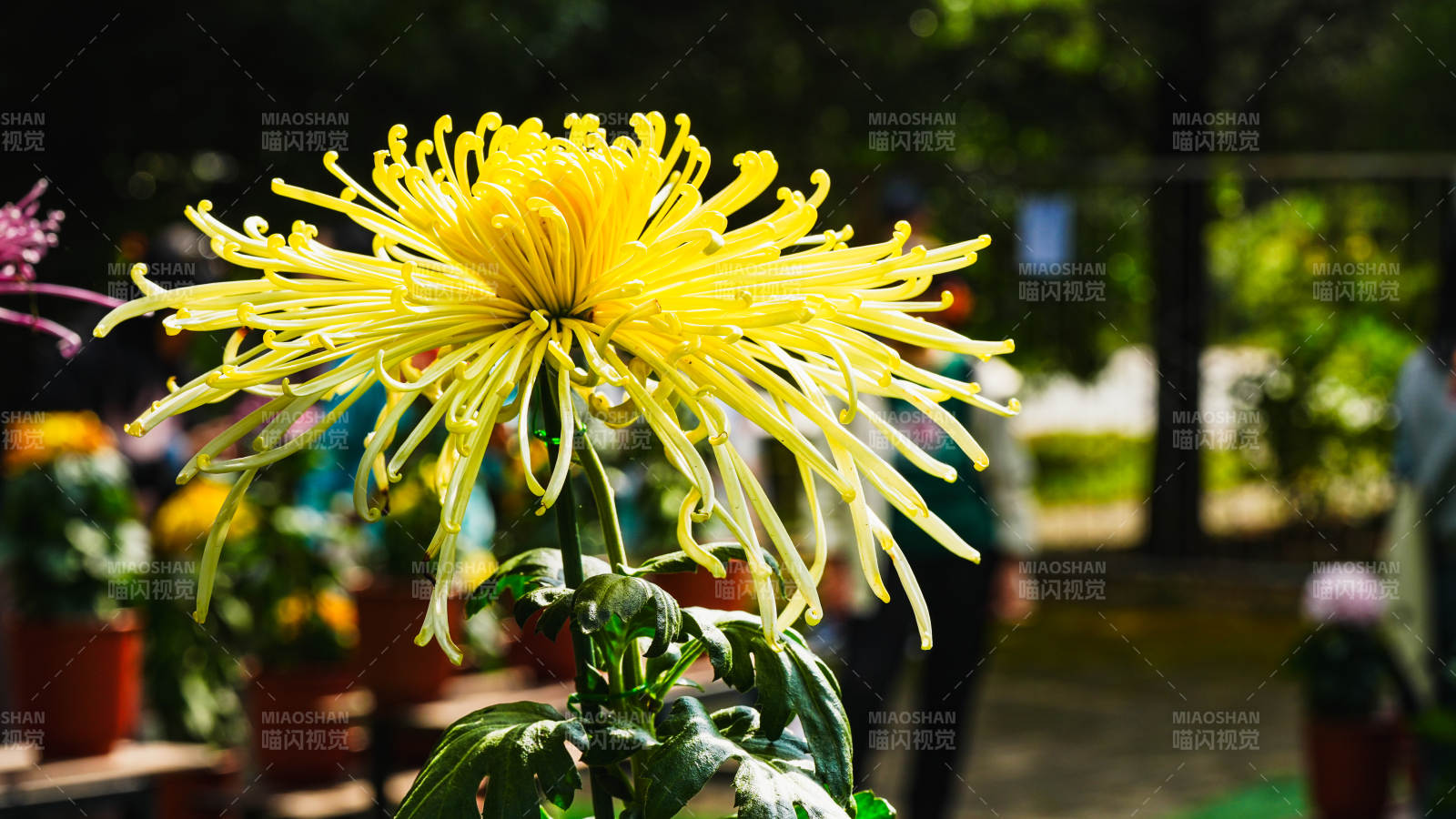 金菊绽放 生机盎然