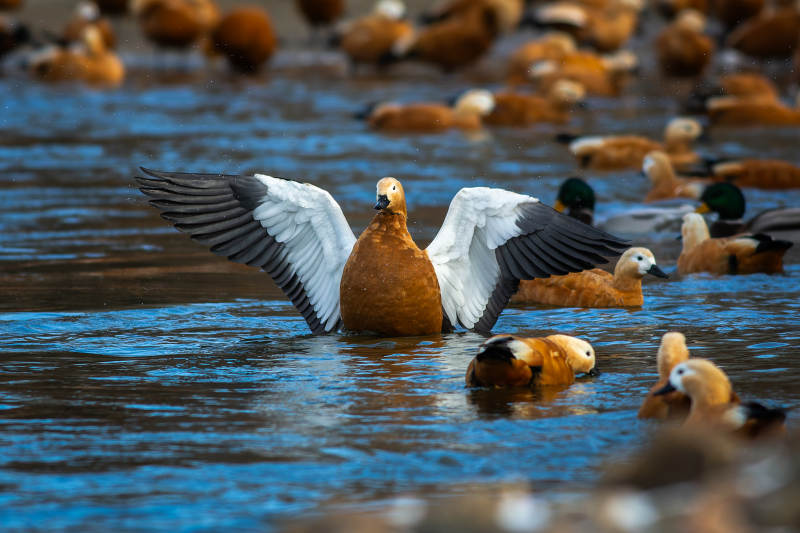 赤麻鴨展翅水面