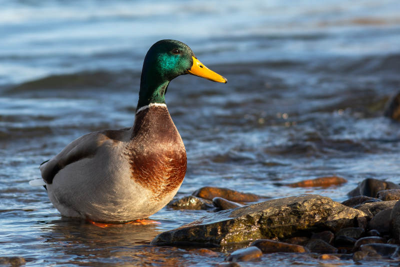 綠頭鴨水邊棲息